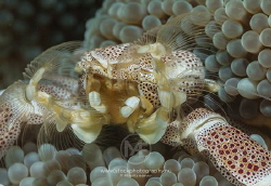 Super close-up of a porcelain crab. Too bad this shows on... by Arno Enzo 